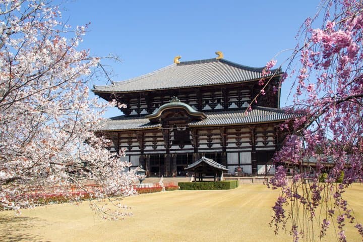 Nara World Heritage PRIVATE TOUR — photo 5