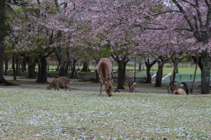 Nara Todaiji Kasuga Taisha Private Full Day Tour From Kyoto — photo 5