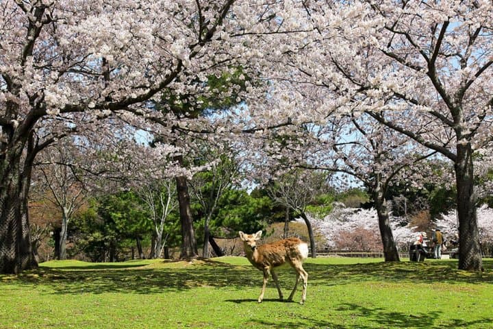Nara Todaiji Kasuga Taisha Private Full Day Tour From Kyoto — photo 6