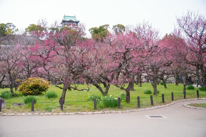 Osaka Castle & Samurai Tour: Entry Included Option — photo 7