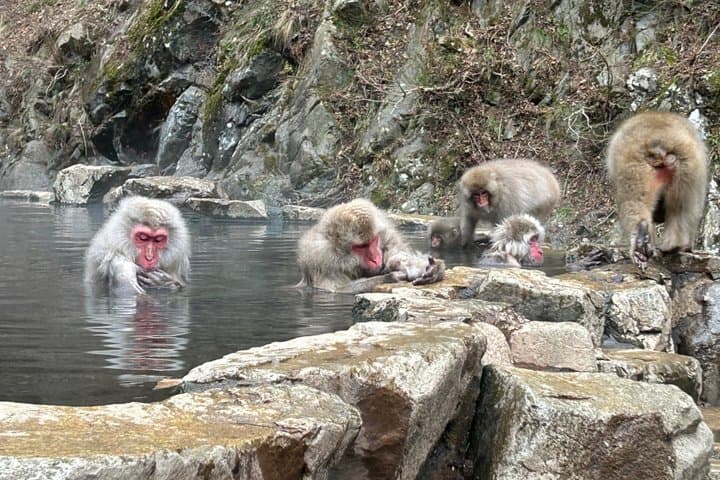 Full Day Snow Monkey Park Tour to-and-from Nagano Station — photo 3