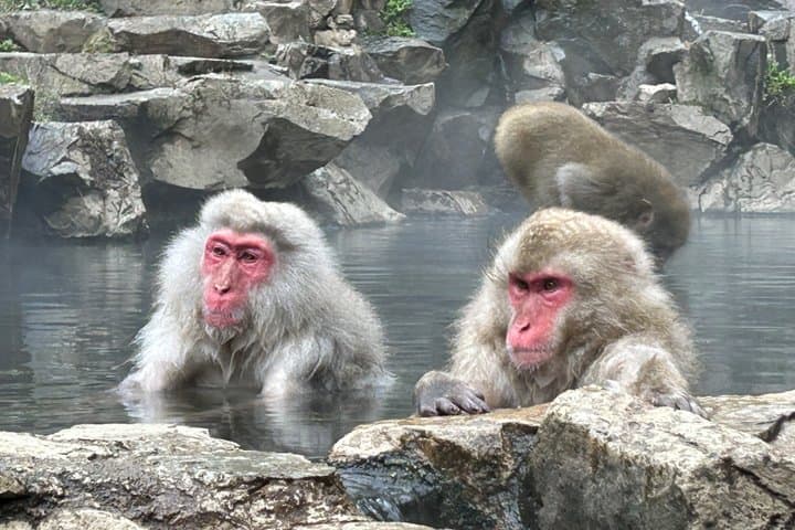 Full Day Snow Monkey Park Tour to-and-from Nagano Station — photo 5