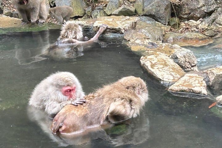Full Day Snow Monkey Park Tour to-and-from Nagano Station — photo 4