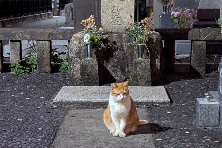 Tokyo True Crime and Ghost Stories Tour — photo 2