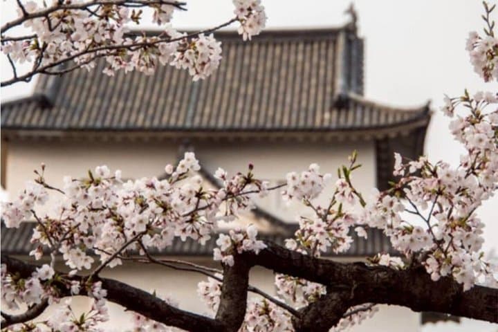 Osaka Castle: Before Japan Had a Name — photo 2