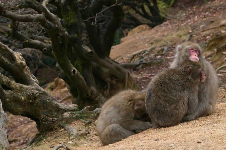 T1 Kyoto Arashiyama: Zen, Nature & Riverside Walking Tour — photo 4