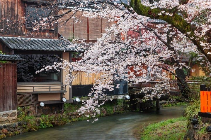 T8 Kyoto: Seasonal Cherry Blossoms & Omihachiman Canal Cruise — photo 3