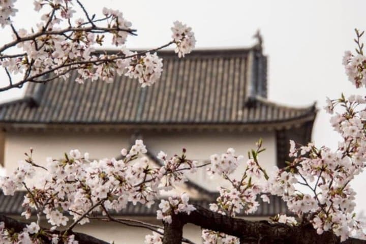 Osaka Castle: A Lord, a Concubine, and a Shogun's Lie — photo 17