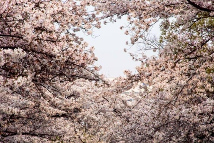 Osaka Castle: A Lord, a Concubine, and a Shogun's Lie — photo 18