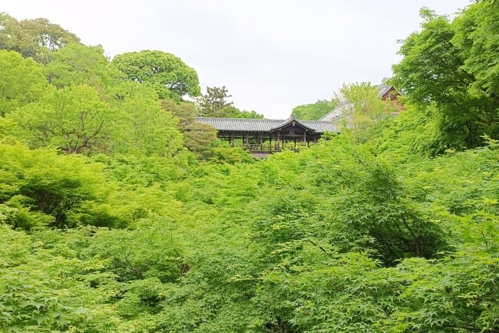 Kyoto Hidden Local Cherry Blossom Spot and Zen Garden — photo 10