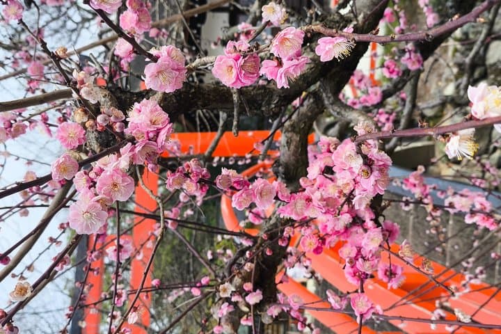 Kyoto Hidden Local Cherry Blossom Spot and Zen Garden — photo 8