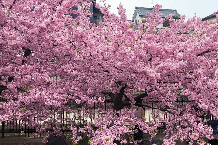 Kyoto Hidden Local Cherry Blossom Spot and Zen Garden — photo 5