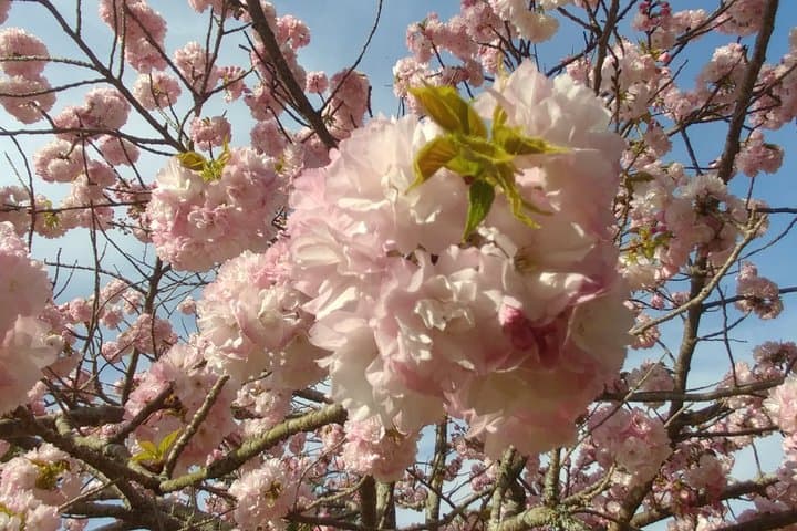 Kyoto Hidden Local Cherry Blossom Spot and Zen Garden — photo 3