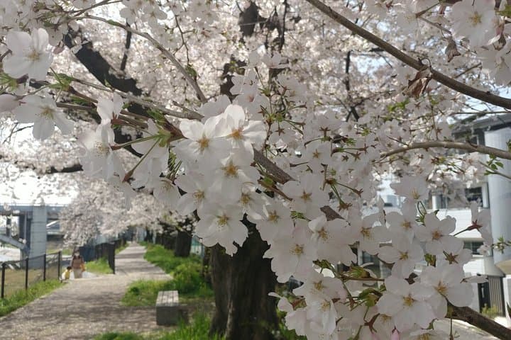 Kyoto Hidden Local Cherry Blossom Spot and Zen Garden — photo 4
