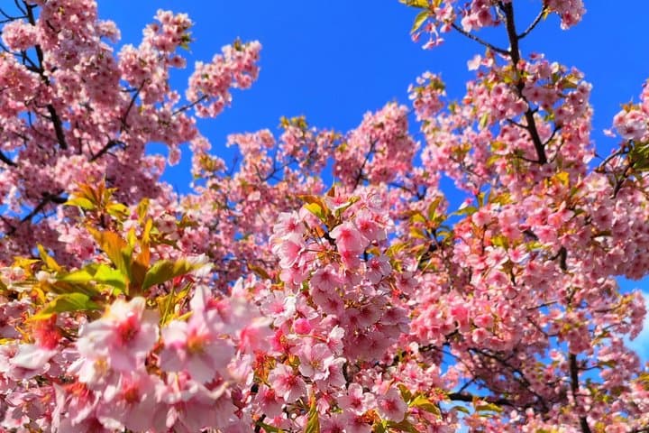 Kyoto Hidden Local Cherry Blossom Spot and Zen Garden — photo 1