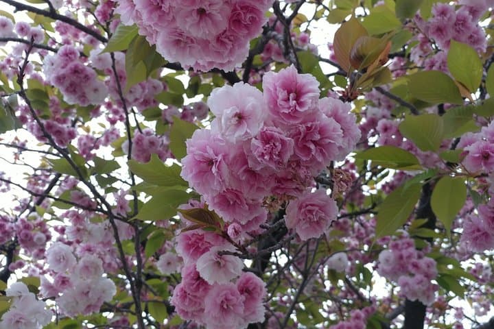 Kyoto Hidden Local Cherry Blossom Spot and Zen Garden — photo 2