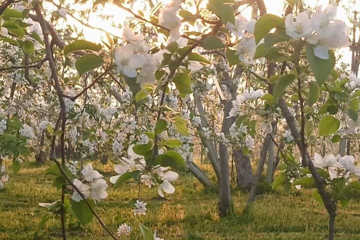 Nagano Apple Blossom and Hand Thinning Seasonal Experience — photo 2