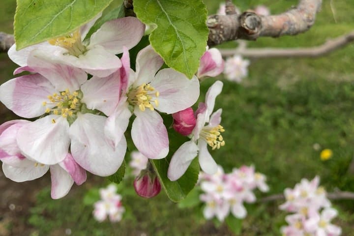 Nagano Apple Blossom and Hand Thinning Seasonal Experience — photo 3