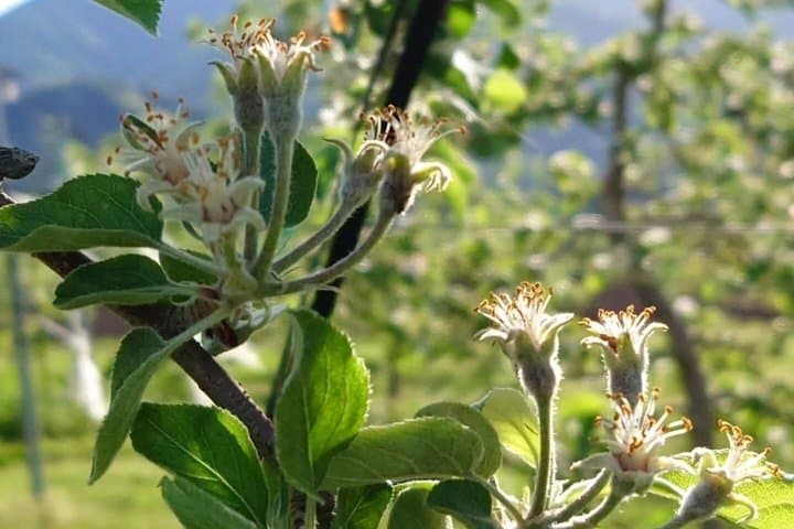 Nagano Apple Blossom and Hand Thinning Seasonal Experience — photo 4