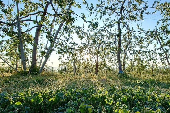 Nagano Apple Blossom and Hand Thinning Seasonal Experience — photo 5