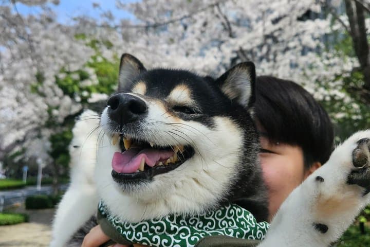 Tokyo Private Cherry Blossom Tour with a Shiba Inu & Shrine Walk — photo 4
