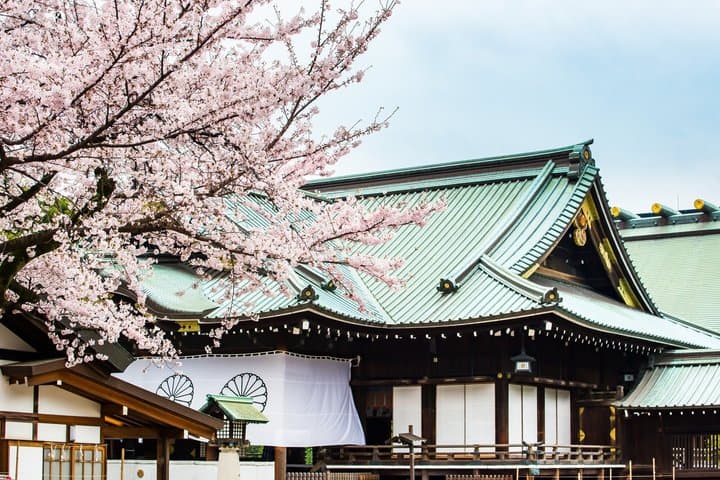 Tokyo Private Cherry Blossom Tour with a Shiba Inu & Shrine Walk — photo 2
