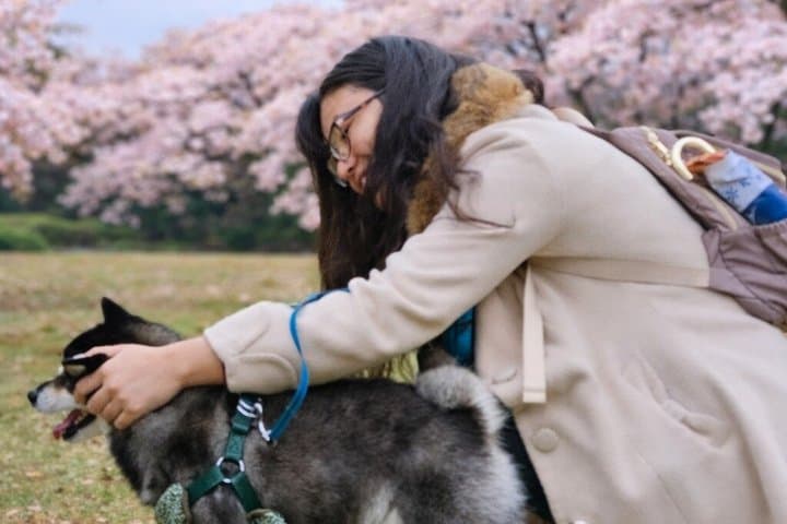 Tokyo Private Cherry Blossom Tour with a Shiba Inu & Shrine Walk — photo 11