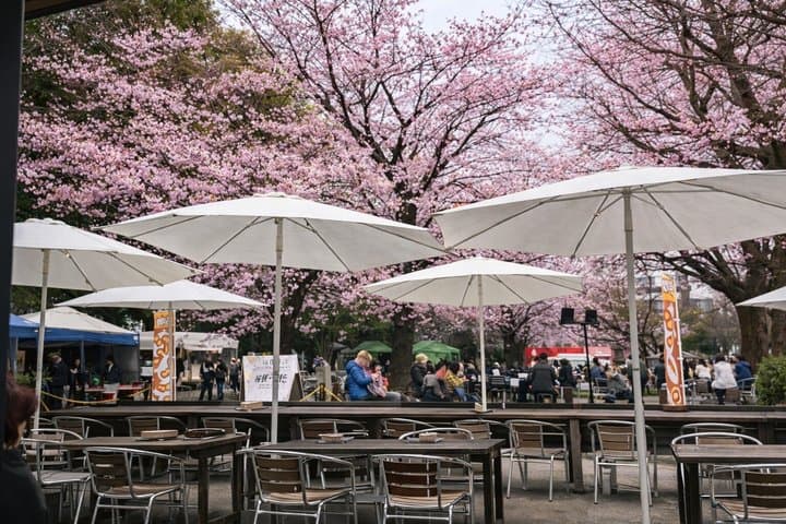 Tokyo Private Cherry Blossom Tour with a Shiba Inu & Shrine Walk — photo 7