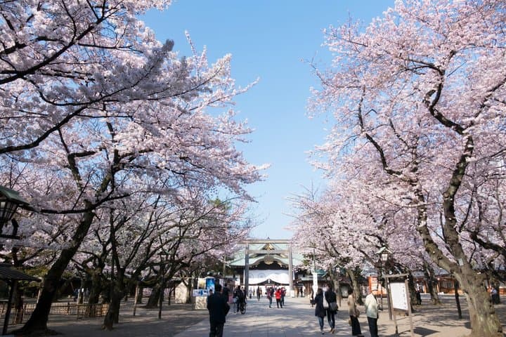 Tokyo Private Cherry Blossom Tour with a Shiba Inu & Shrine Walk — photo 9