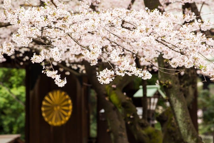Tokyo Private Cherry Blossom Tour with a Shiba Inu & Shrine Walk — photo 10