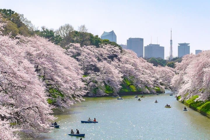 Tokyo Private Cherry Blossom Tour with a Shiba Inu & Shrine Walk — photo 13