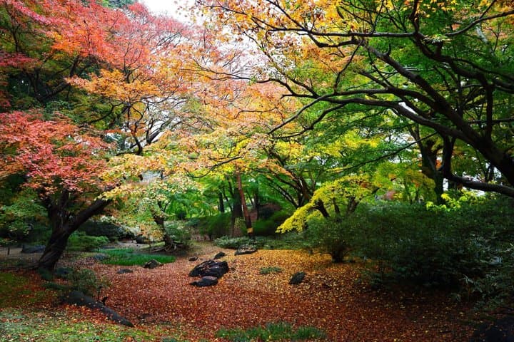 Tokyo: Edo-Period Rikugien Garden Walk with Matcha — photo 5