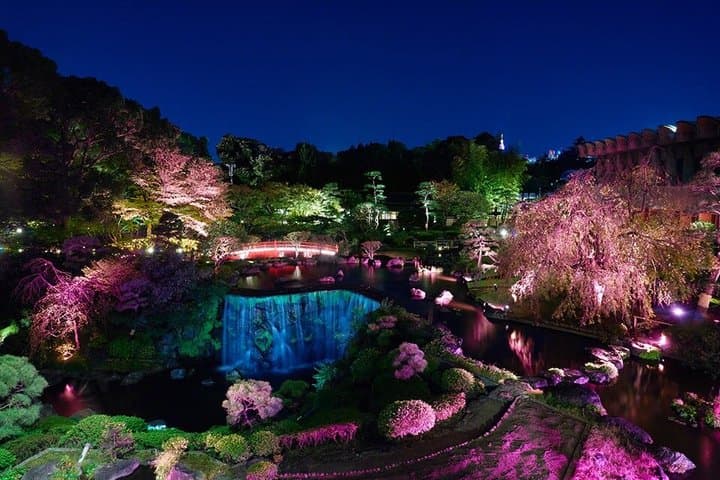 Tokyo Cherry Blossom Night Tour – Private Yozakura Experience — photo 4