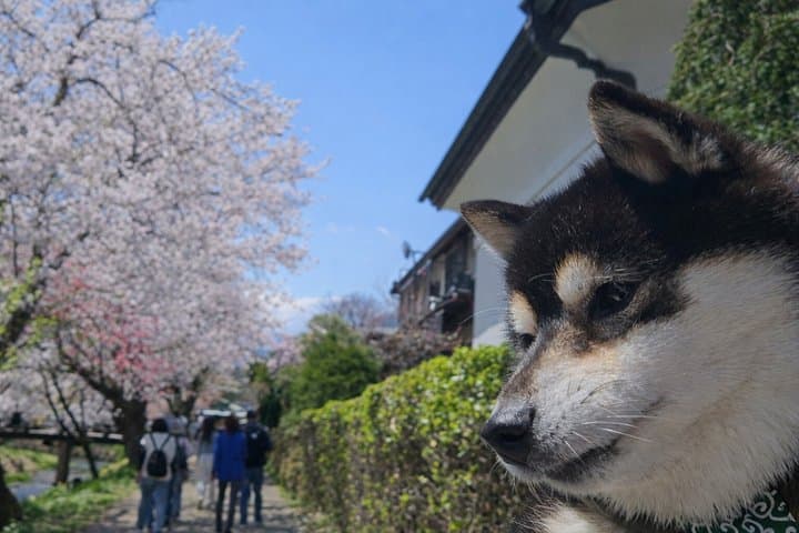 Tokyo Private Cherry Blossom Tour with a Shiba Inu & Shrine Walk — photo 17