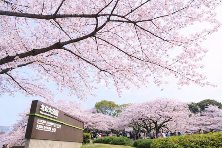 Tokyo Private Cherry Blossom Tour with a Shiba Inu & Shrine Walk — photo 18