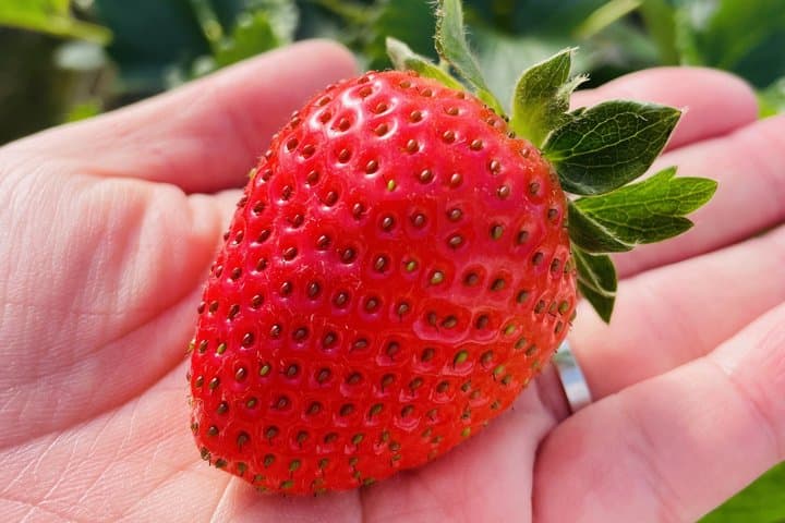 KIBI Cycling Food or Strawberry Pick Tour with licensed guide — photo 3
