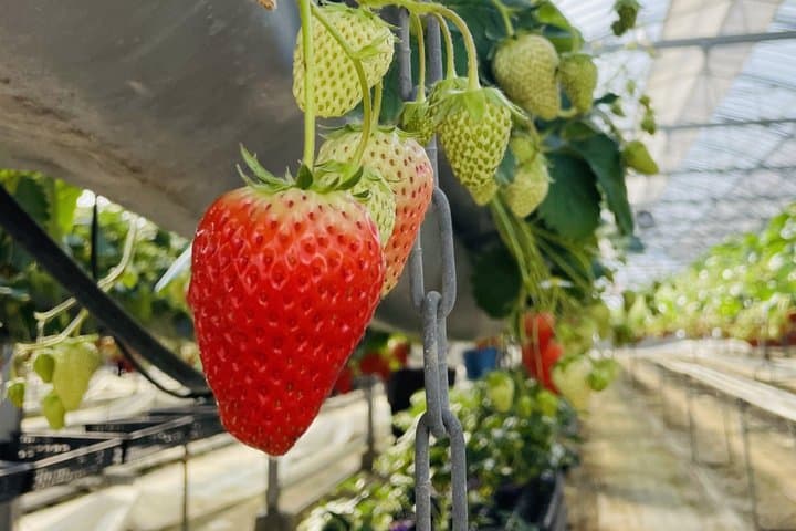 KIBI Cycling Food or Strawberry Pick Tour with licensed guide — photo 2