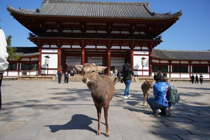 Treasures of Japan 10 Day Journey — photo 18