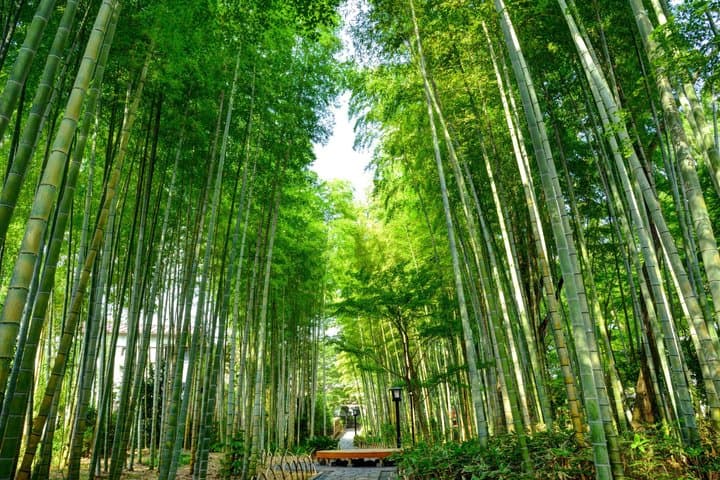Scenic Izu and Shuzenji Culture 2 Days Tour from Mishima Station — photo 2