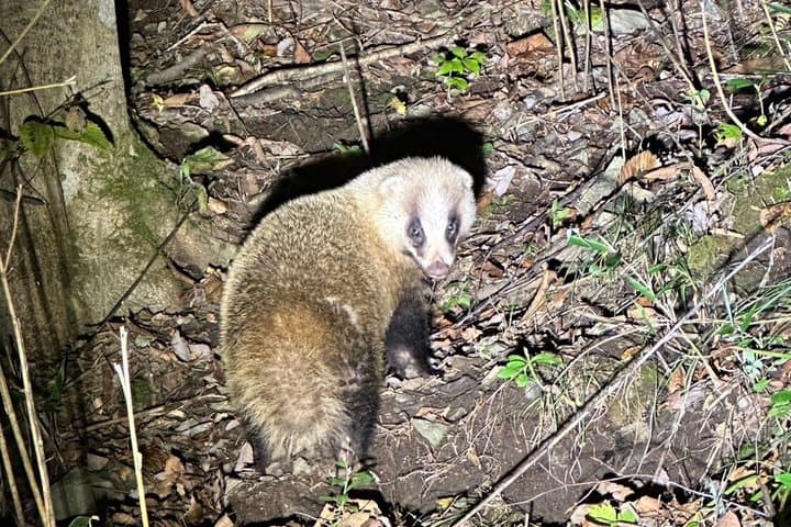Otsuchi Night Safari Wildlife Watching and Coexistence Tour — photo 5