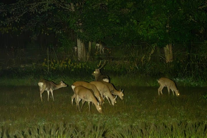 Otsuchi Night Safari Wildlife Watching and Coexistence Tour — photo 4