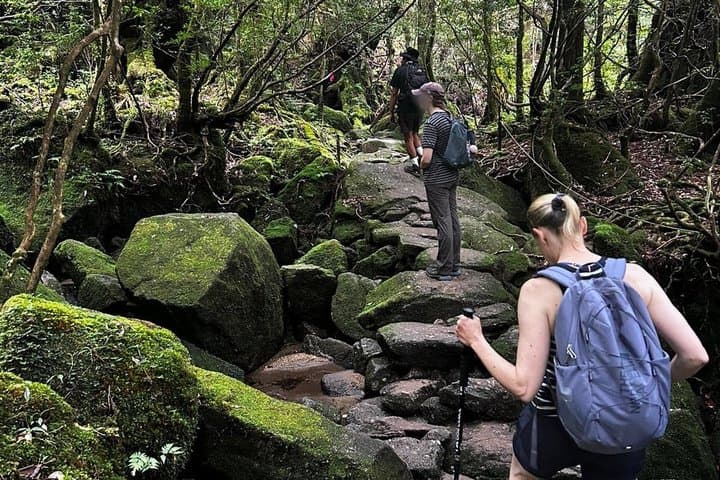 Yakushima Private 8 Hour Custom Tour Guide Pickup and Lunch — photo 3
