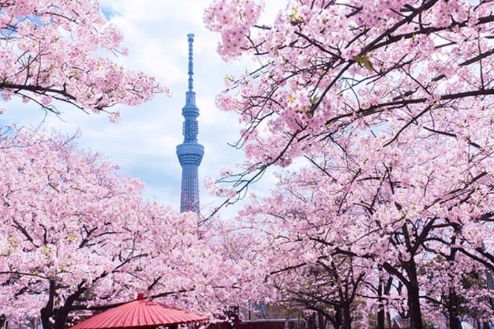 Tokyo Asakusa Kimono Cherry Blossom Tour — photo 2