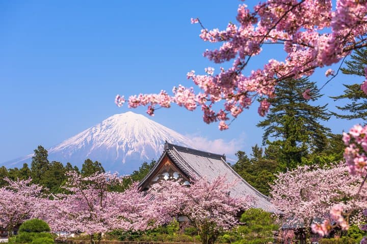 Mt. Fuji Highlight Photo Spots One Day Tour from Tokyo