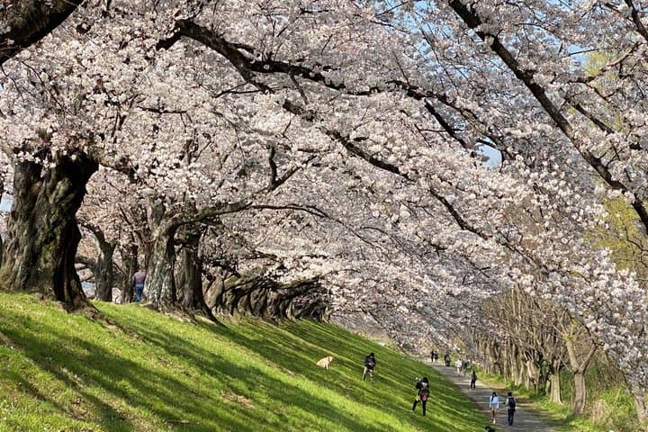 Experience Osaka Minoh Falls ,Uji, Katsuoji, Sakura Bus Tour — photo 13