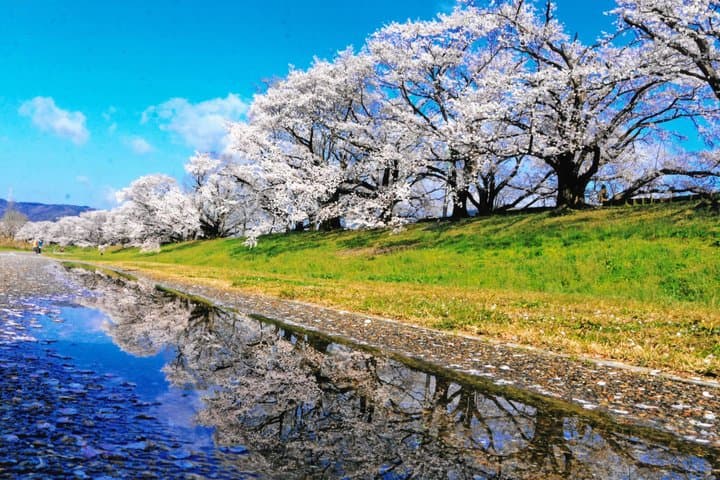 Experience Osaka Minoh Falls ,Uji, Katsuoji, Sakura Bus Tour — photo 14