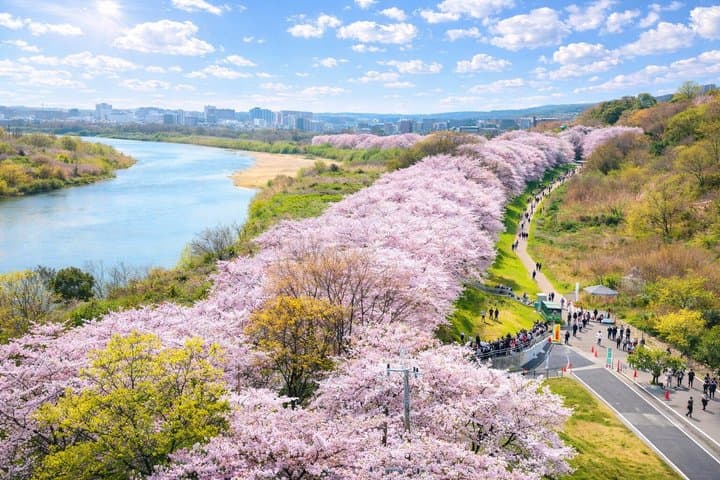 Experience Osaka Minoh Falls ,Uji, Katsuoji, Sakura Bus Tour — photo 2