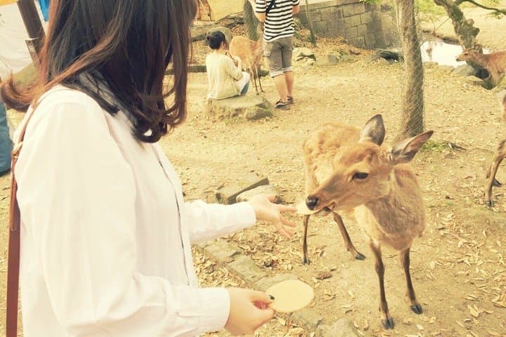Customizable Private Tour in Osaka Nara Kobe and Kyoto — photo 3