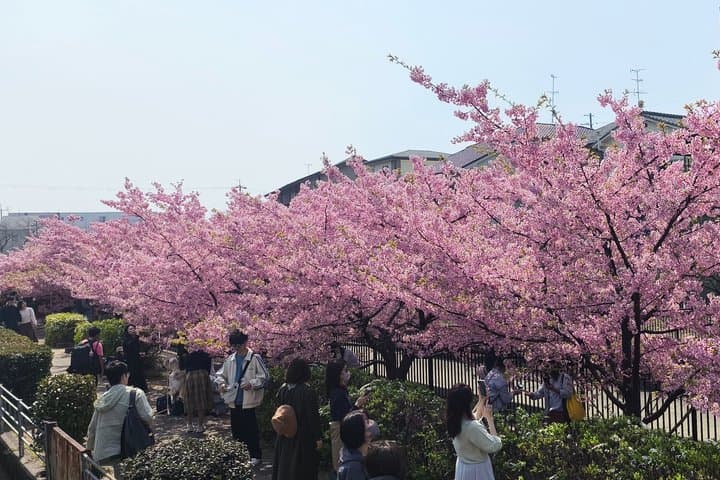 Kyoto Hidden Local Cherry Blossom Spot and Zen Garden — photo 14