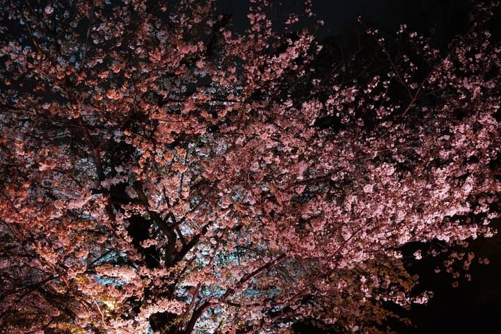 Tokyo Cherry Blossom Night Tour – Private Yozakura Experience — photo 13